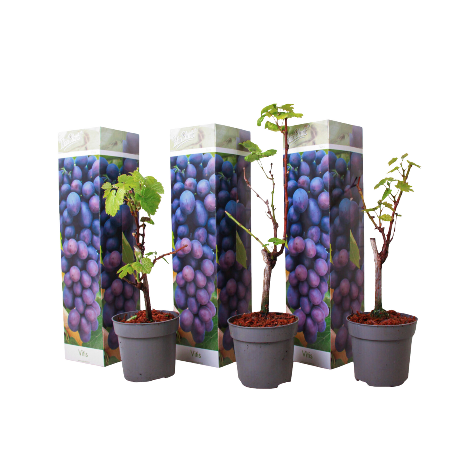 Common Grape Vine - 3 Pcs. - Height 25-40cm - ⌀9cm | Set of 3 | Blue