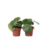 Chinese Money Plant - 2 Pcs. - Peperomia Polybotrya - Height 20-30cm - ⌀12cm | Set of 2 | Green