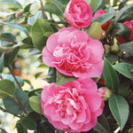 Camellia Williamsii 'debbie' Pink Evergreen Shrub | 1 x 3L | Pink