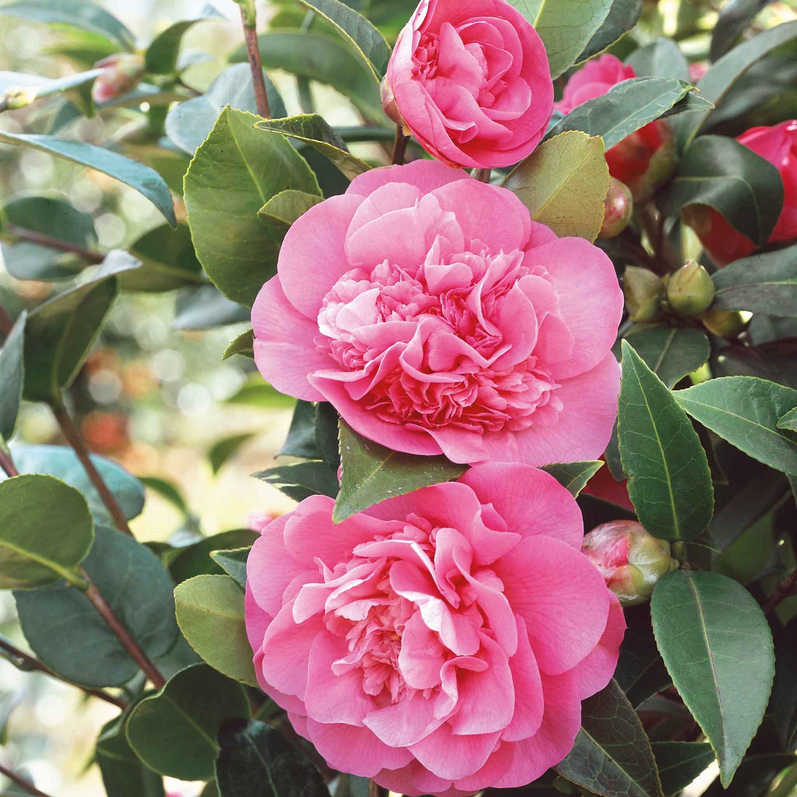 Camellia Williamsii 'debbie' Pink Evergreen Shrub | 1 x 9cm | Pink