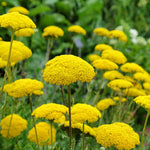 Achillea Filipendulina 'cloth Of Gold' - 9cm Pots | 1 x 9cm | Yellow