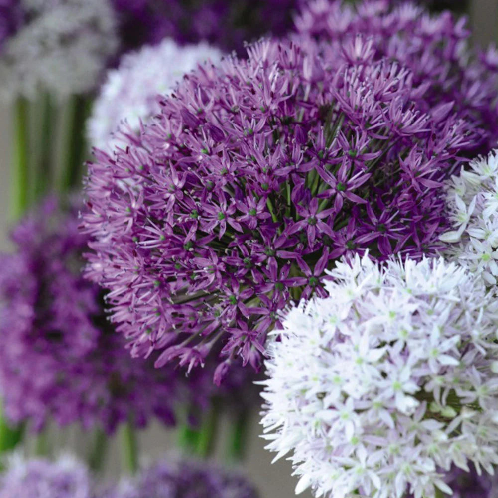 Allium Big Impact Mixed Bulbs Size 14/16 | 32 x Bulbs