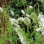 Sanguisorba Obtusa Alba - White Burnet Plants - 3 x 9cm Pots