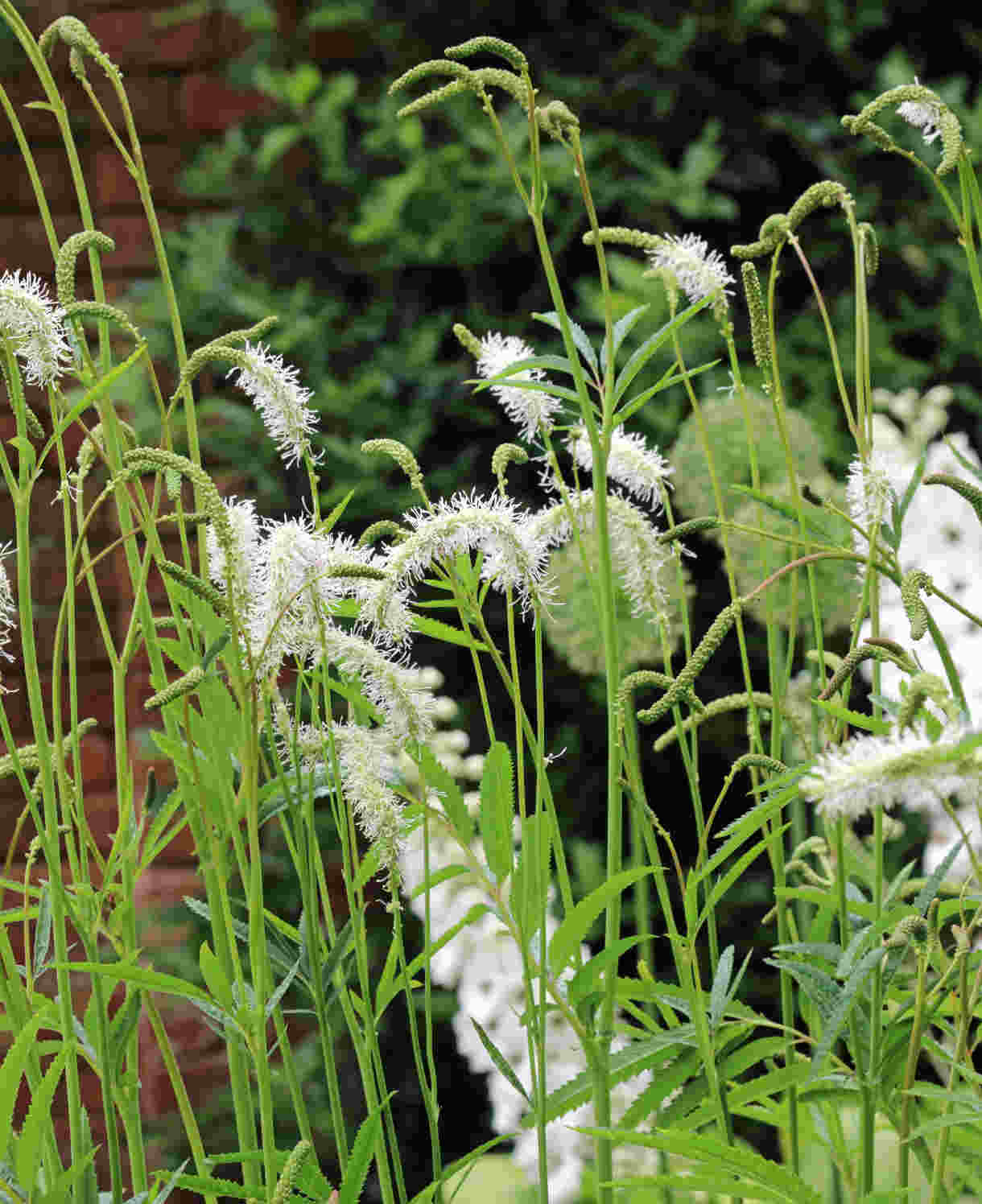Sanguisorba Obtusa Alba - White Burnet Plants - 3 x 9cm Pots