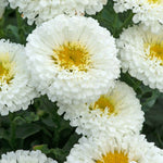 Leucanthemum 'real Snowball' Plant - 50cm Hardy Perennial | 1 x 9cm | Green & White
