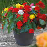 Begonia Non Stop Tubers | Set of 20