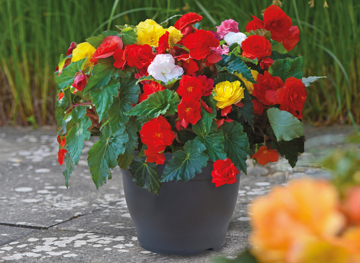 Begonia Non Stop Tubers | Set of 40