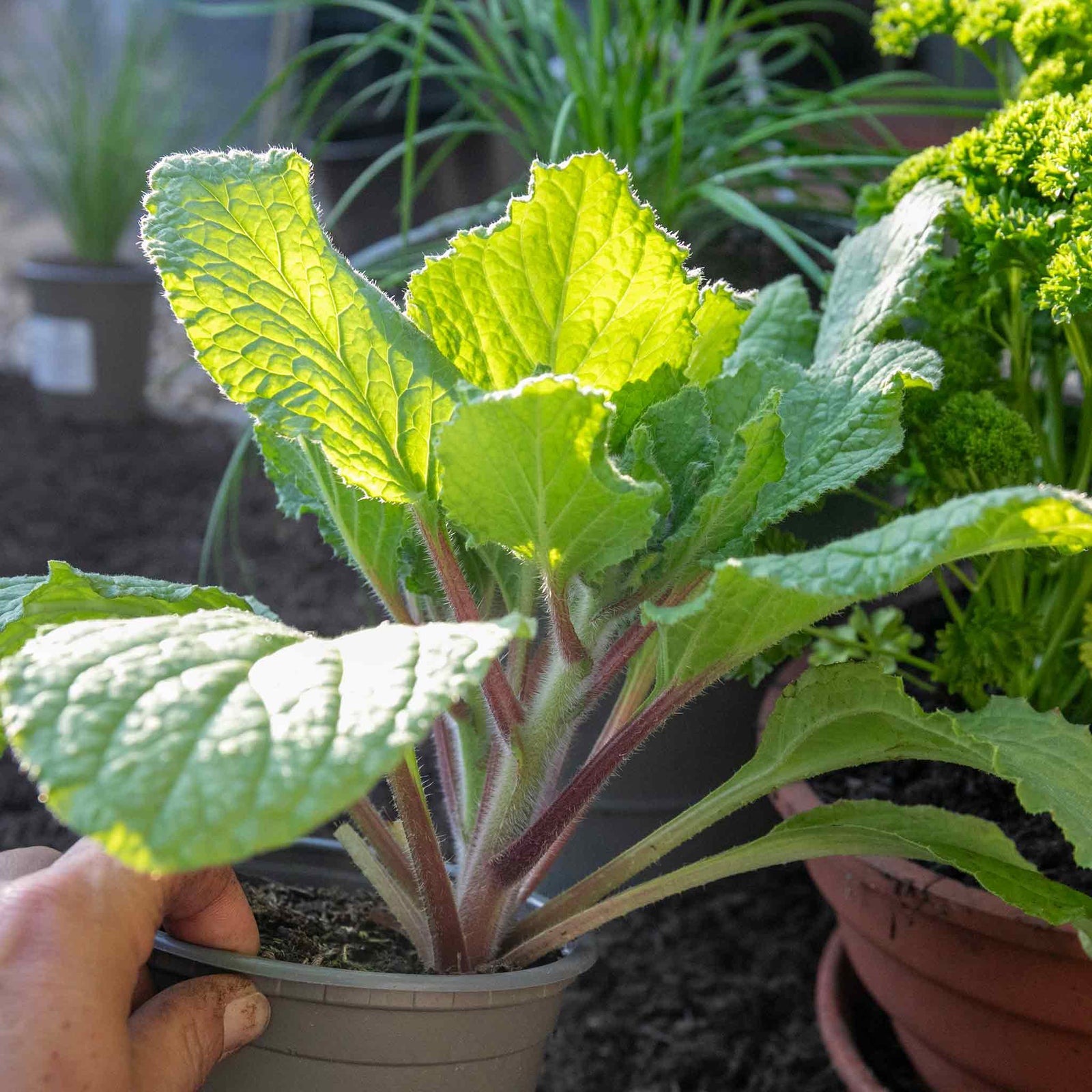 Borage Plant - 9cm Annual Herb, Pollinator-friendly