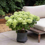 Hydrangea Paniculata Gardenlights Greenlight - 12cm pot | Set-of-3 | Green
