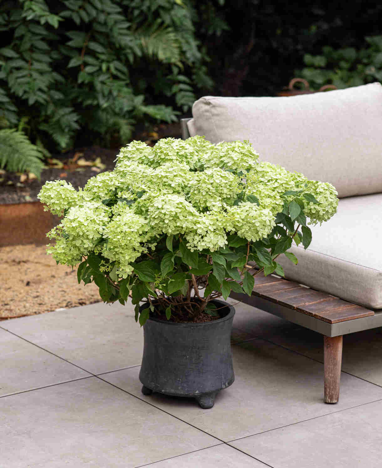 Hydrangea Paniculata Gardenlights Greenlight - 12cm pot | Set-of-1 | Green