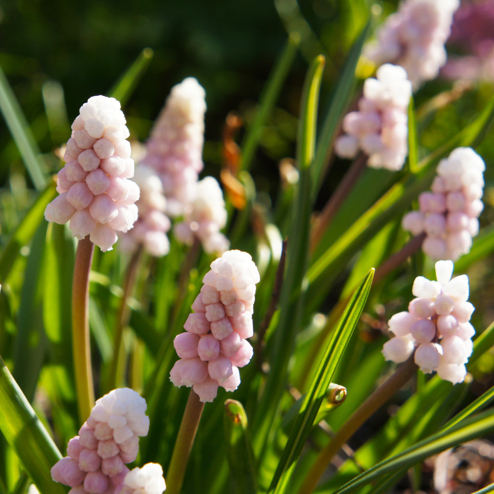 Hayloft Muscari Ivors Pink - Scented Pink Grape Hyacinth 10 Bulbs