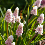 Muscari Ivors Pink - Scented Pink Grape Hyacinth 10 Bulbs