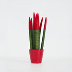 Snake Plant Velvet Touch - Sansevieria Cylindrica - Height 20-40cm - ⌀9cm | Red