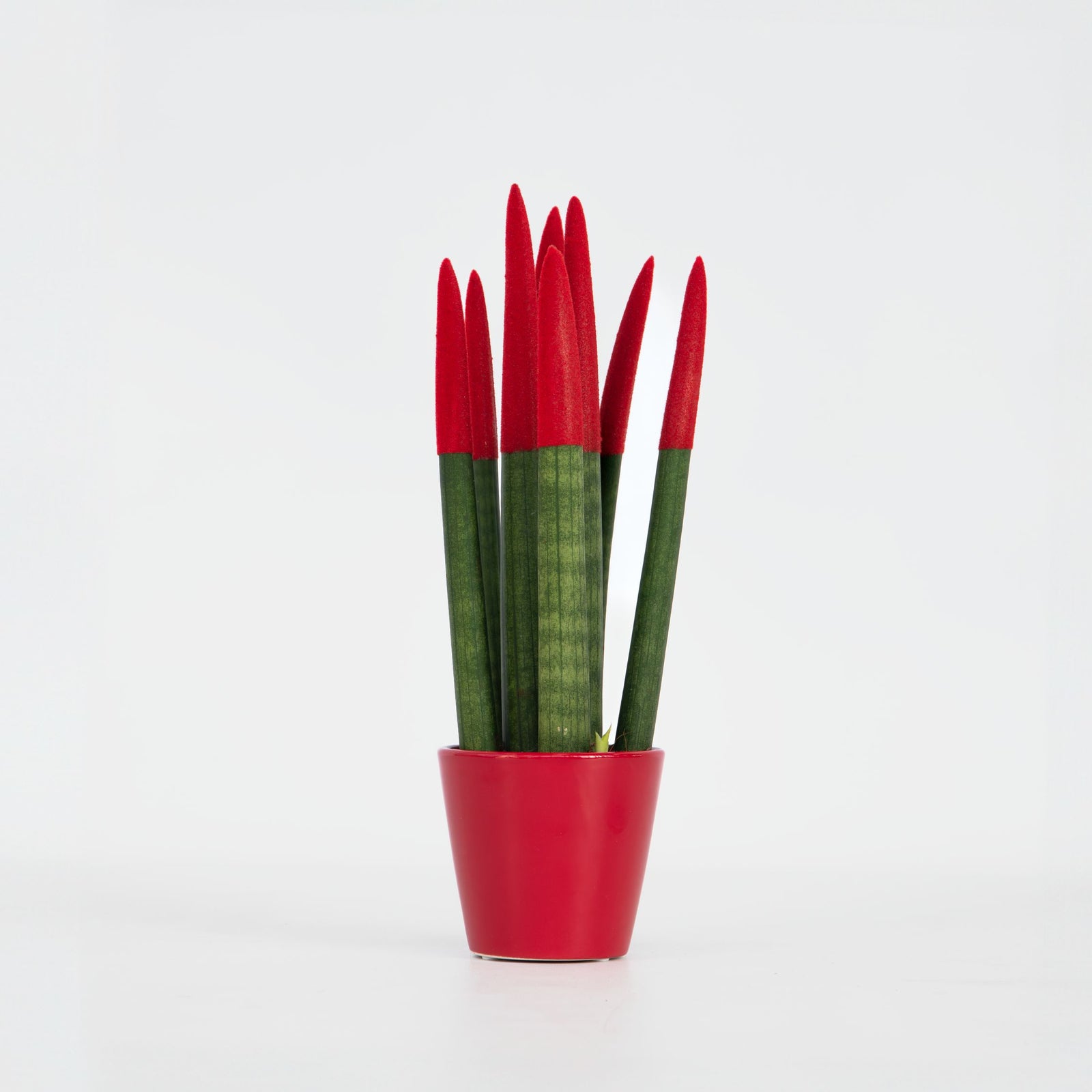 Snake Plant Velvet Touch - Sansevieria Cylindrica - Height 20-40cm - ⌀9cm | Red