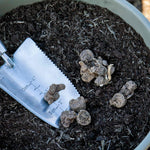 Anemone Bulb Coronaria De Caen Mix, 10 Corms | 10 x Bulbs | Multi