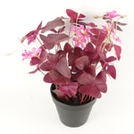 Artificial 30cm Plant Realistic Purple Shamrock Pink Flowers Potted