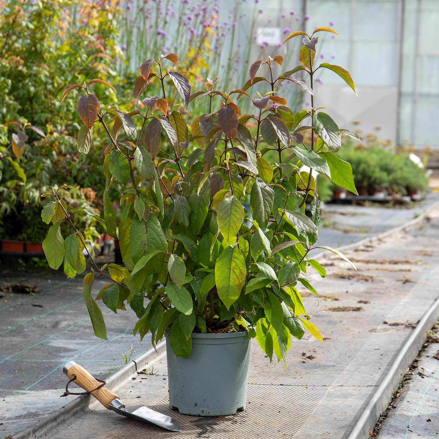 Callicarpa Bodinieri 'profusion' Purple-berried Shrub | 1 x 9cm | Purple