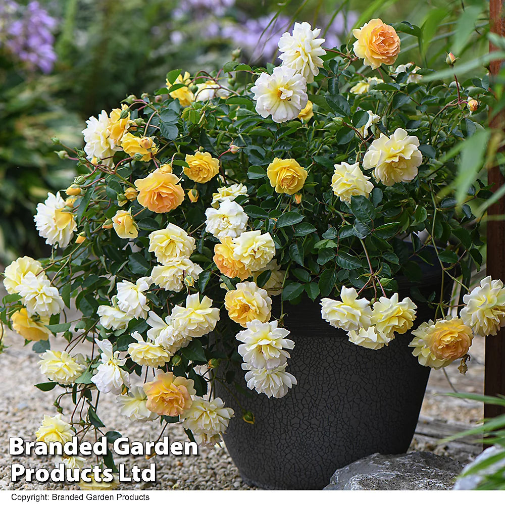 Rose Scentifall Lemon 9cm Pot | Set of 2