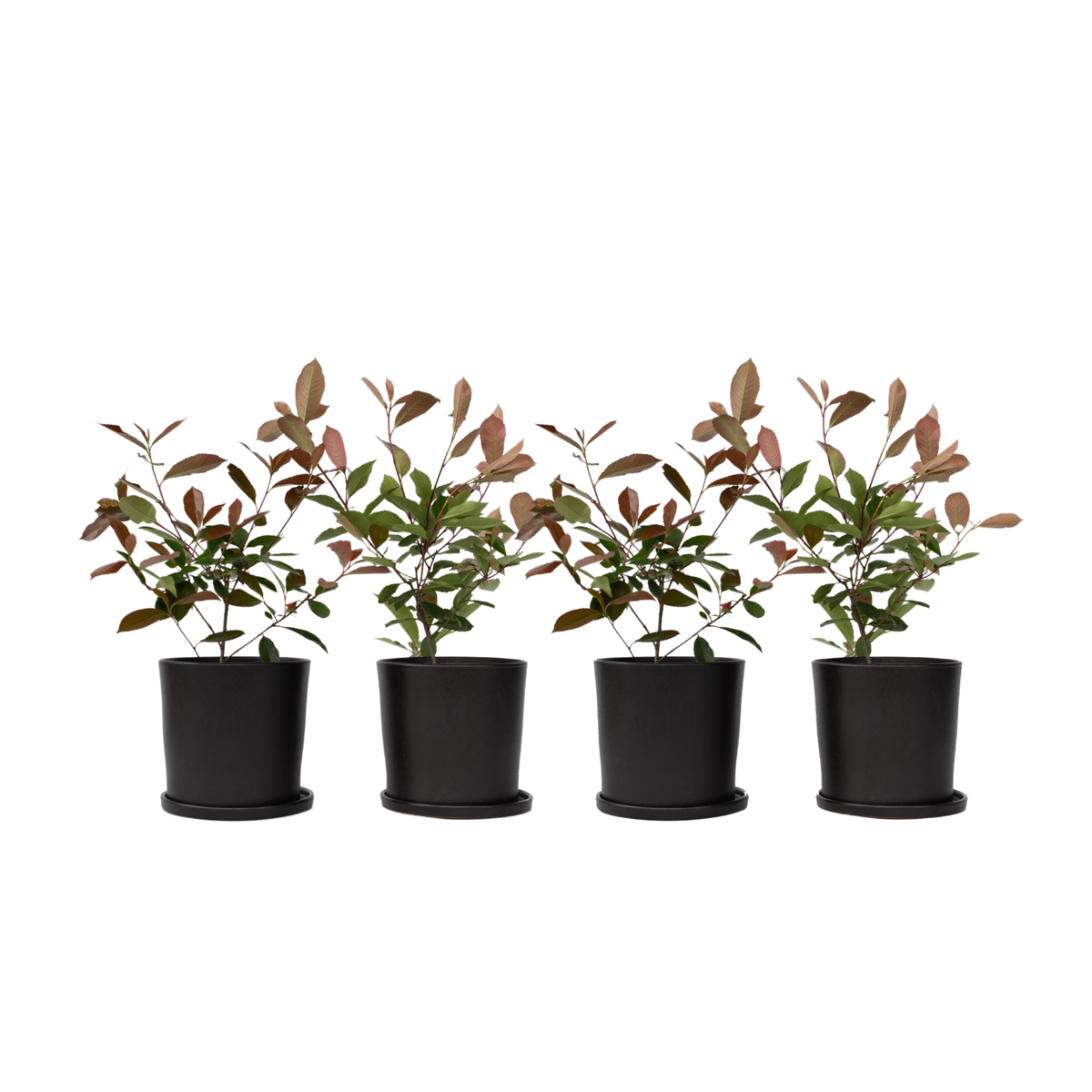 Christmas Berry - Photinia Fraseri 'red Robin' - Height 30-40cm - ⌀17cm | Set of 4 | Red