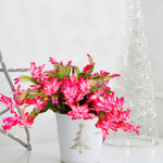 Hayloft Cascading Christmas Cactus - In a Christmas Pot