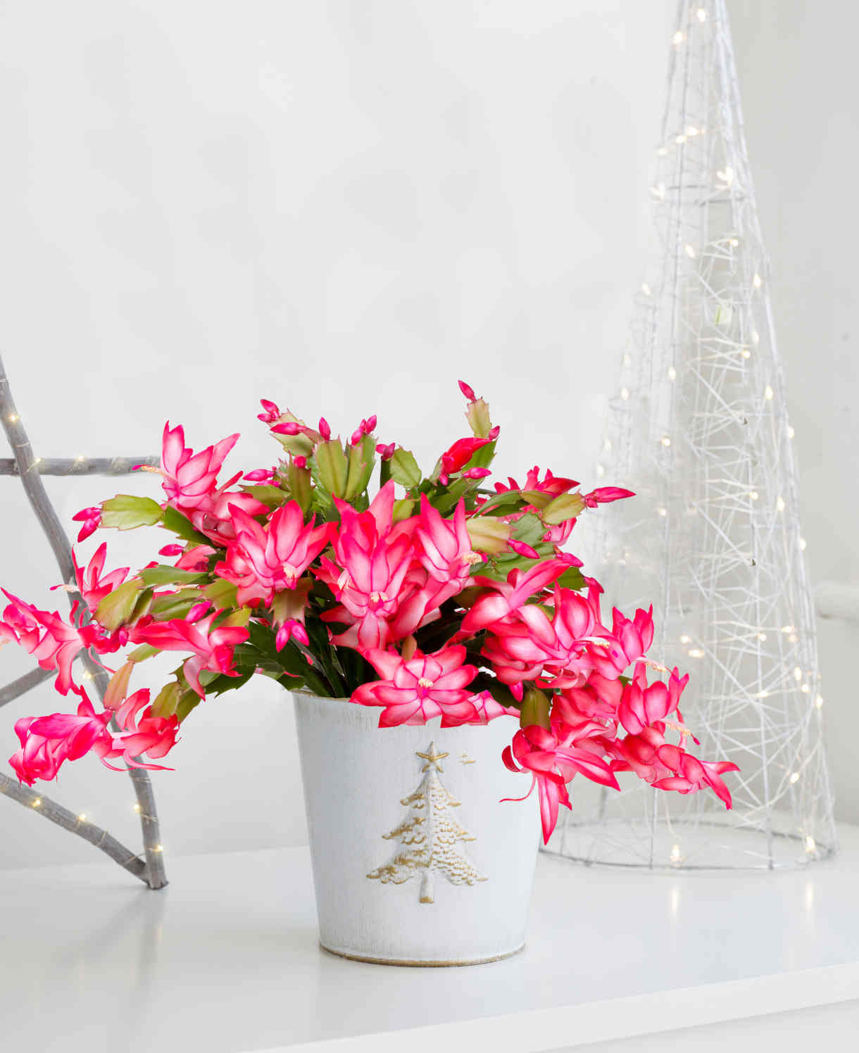 Hayloft Cascading Christmas Cactus - In a Christmas Pot