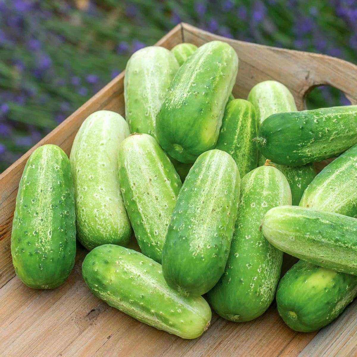 Cucumber Picklebush Compact Pickling Variety Jumbo Plugs | Set of 3 | Green