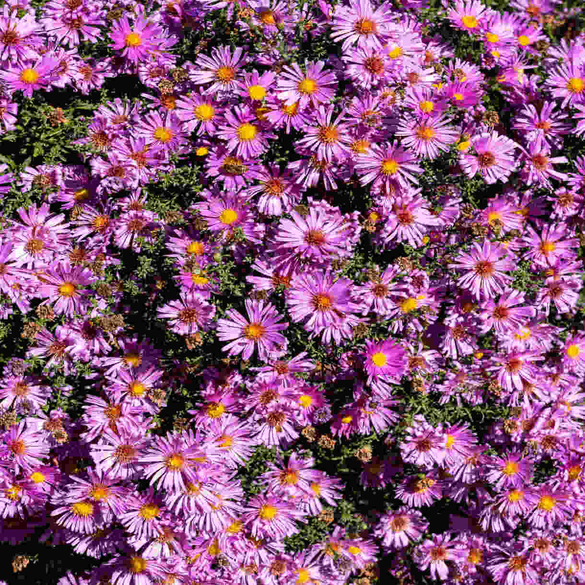 Exclusive Late Summer Aster Collection - 3 x 9cm pots