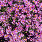 Exclusive Late Summer Aster Collection - 3 x 9cm pots
