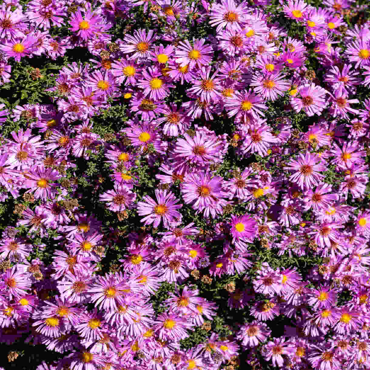 Exclusive Late Summer Aster Collection - 3 x 9cm pots