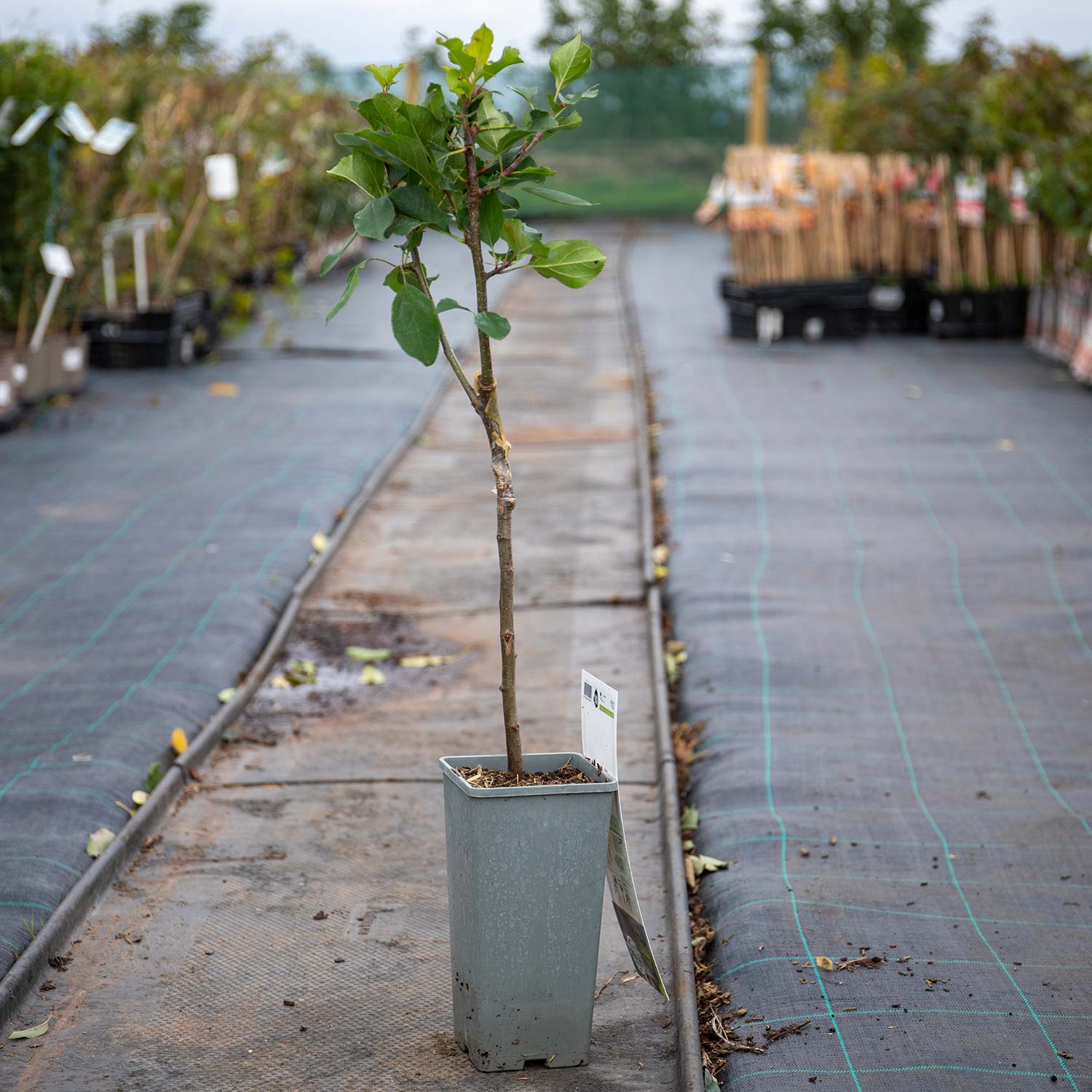 Patio Apple Tree Elstar Dwarf 1.2m | 1 x 5L | Yellow