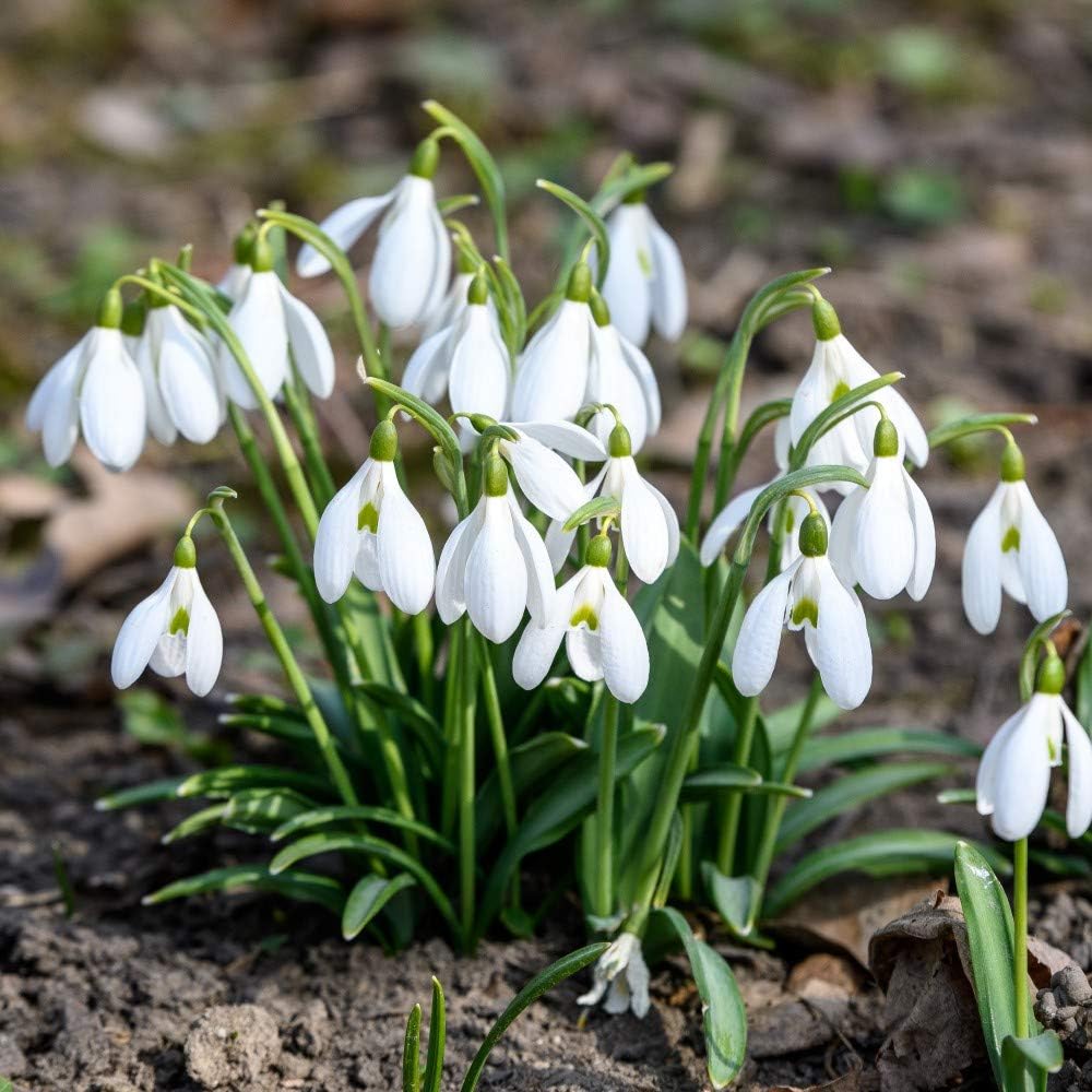 Snowdrop Giant Bulbs | 32 x Bulbs | All White