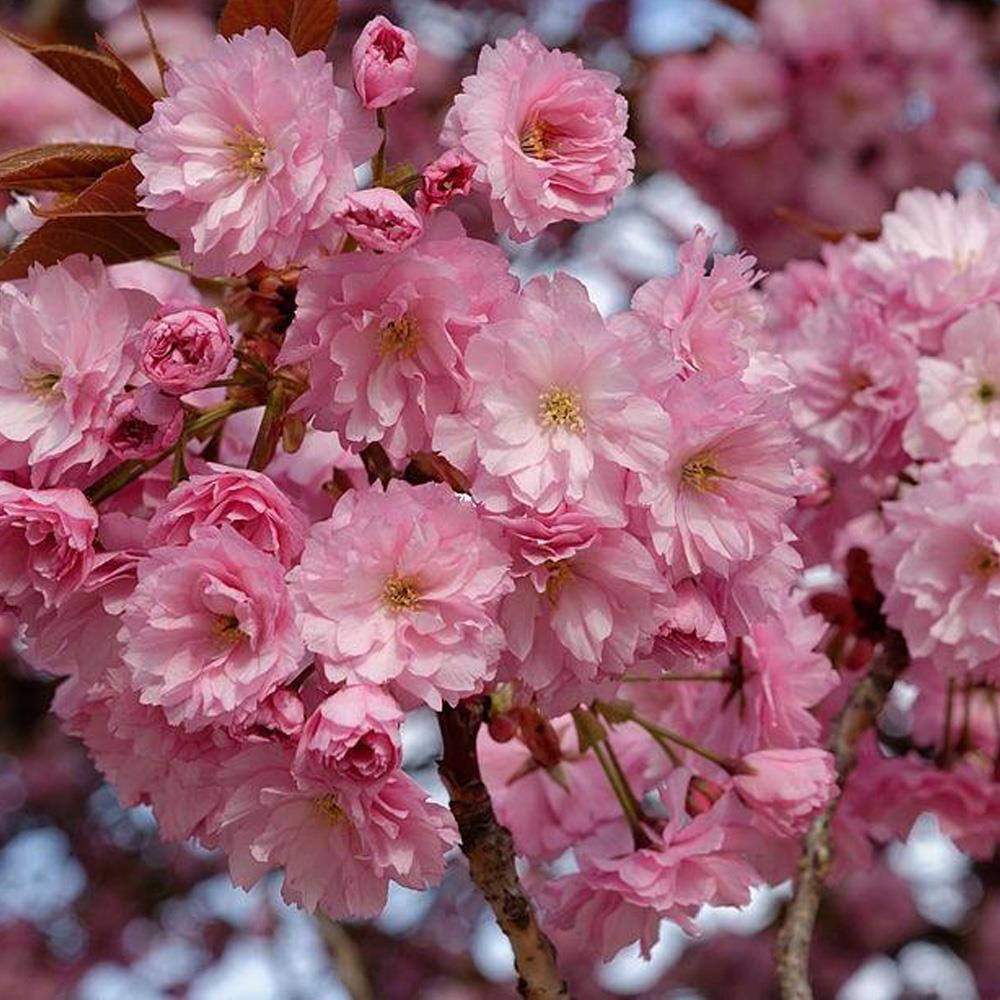 Prunus Kanzan Japanese Flowering Cherry Tree 5-6ft Tall Supplied In A 7.5 Litre Pot