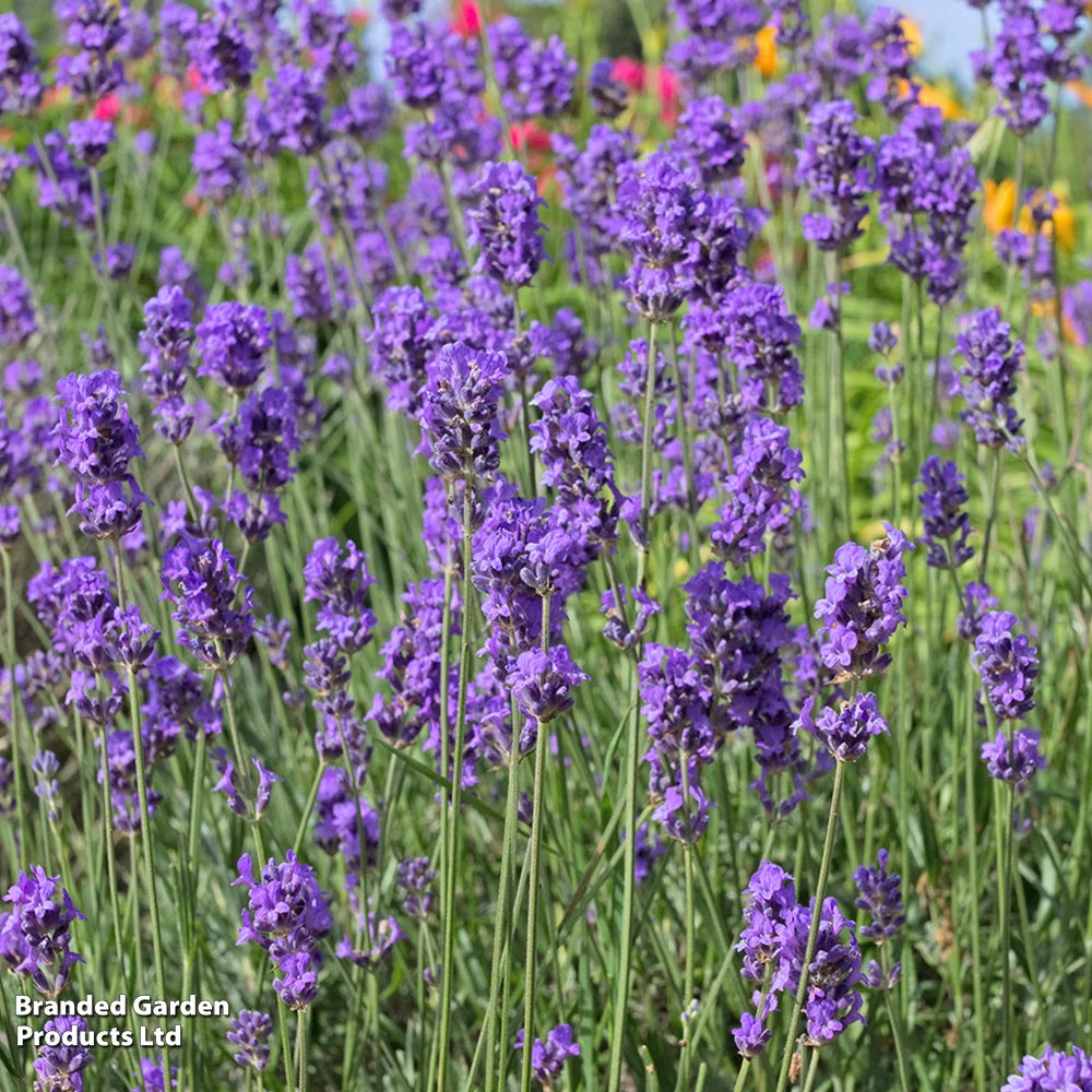 Lavender Duo Plug Plants | Set of 48