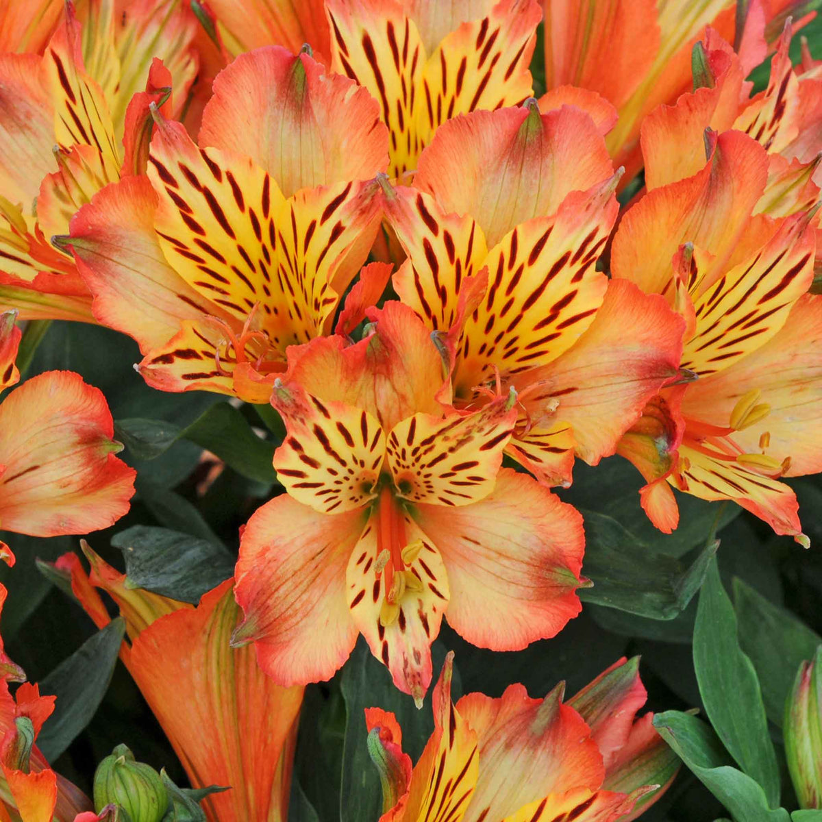 Alstroemeria 'inticancha Bryce' Peachy Orange Compact Perennial Jumbo Plug Plants | Set of 6