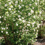 Viburnum Opulus 'roseum' (snowball Viburnum) 400 Cm | 3 x 9cm | White