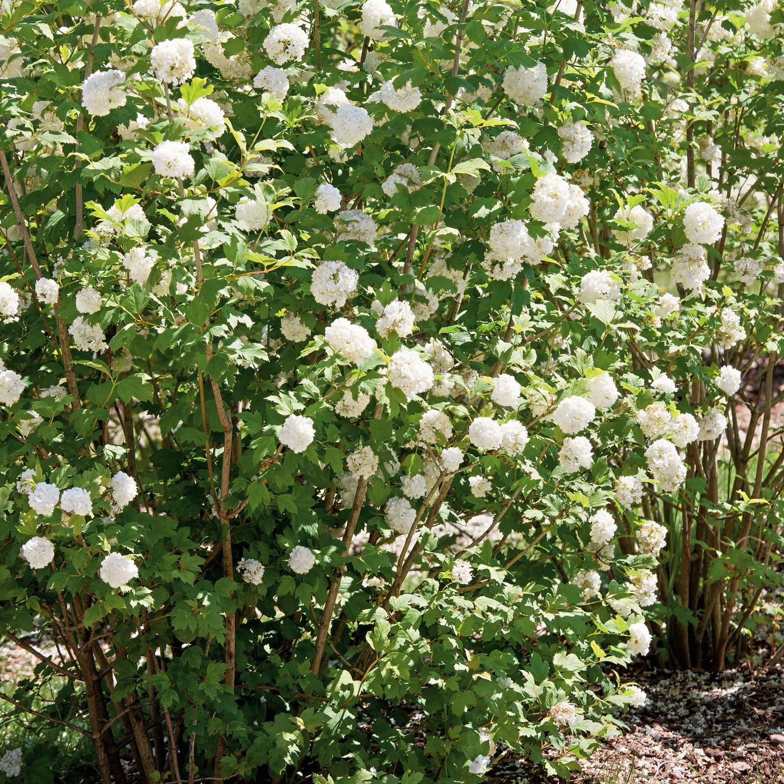 Viburnum Opulus 'roseum' (snowball Viburnum) 400 Cm | 3 x 9cm | White