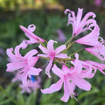 Amarine Garden Angels Collection - 3 x Bulbs (1 of each)