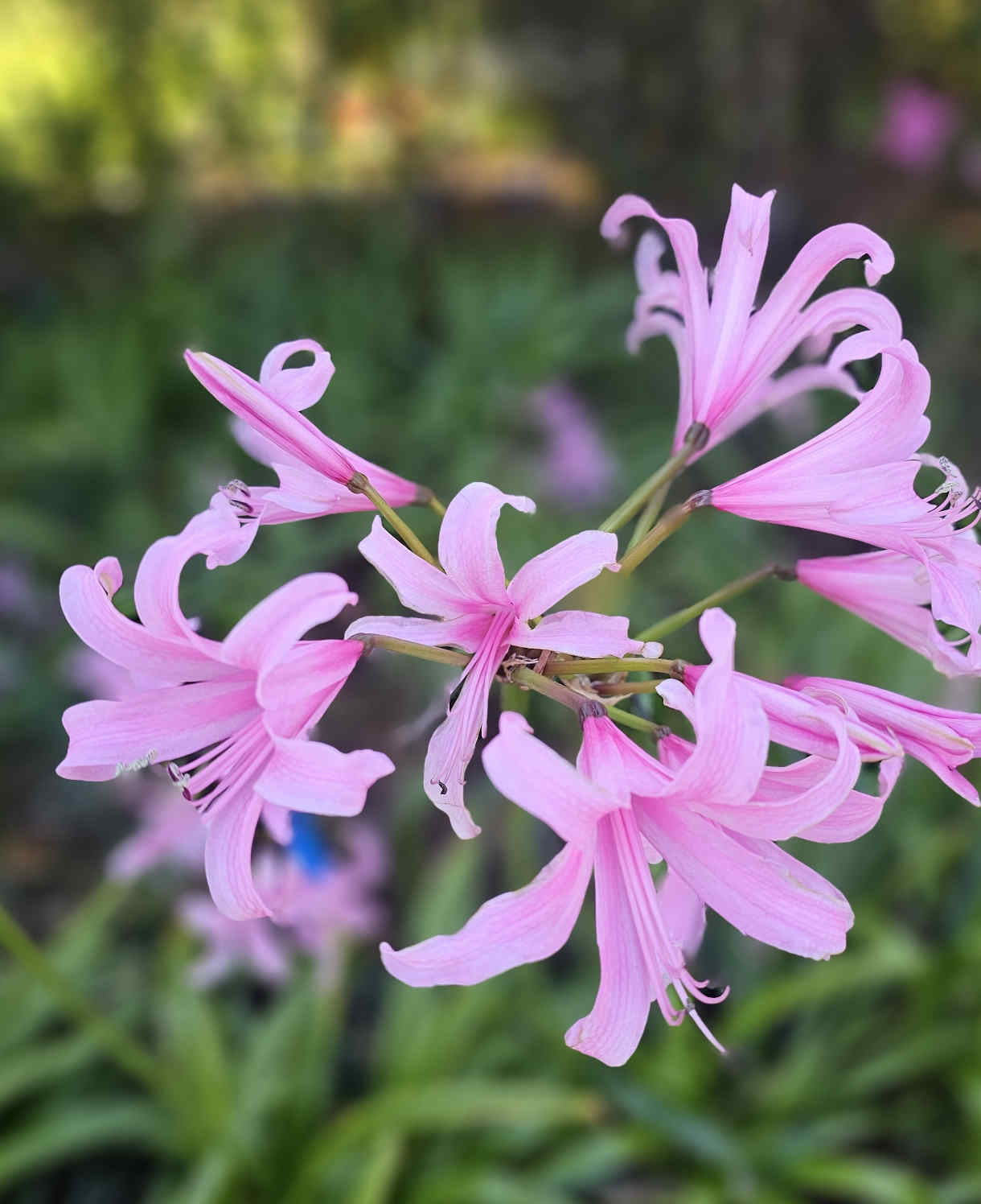 Amarine Garden Angels Collection - 3 x Bulbs (1 of each)