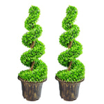 90cm Pair Of Green Large  Spiral  Topiary Trees With Decorative Planters