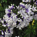 Agapanthus Duo Collection 2 x 9cm Potted Plants
