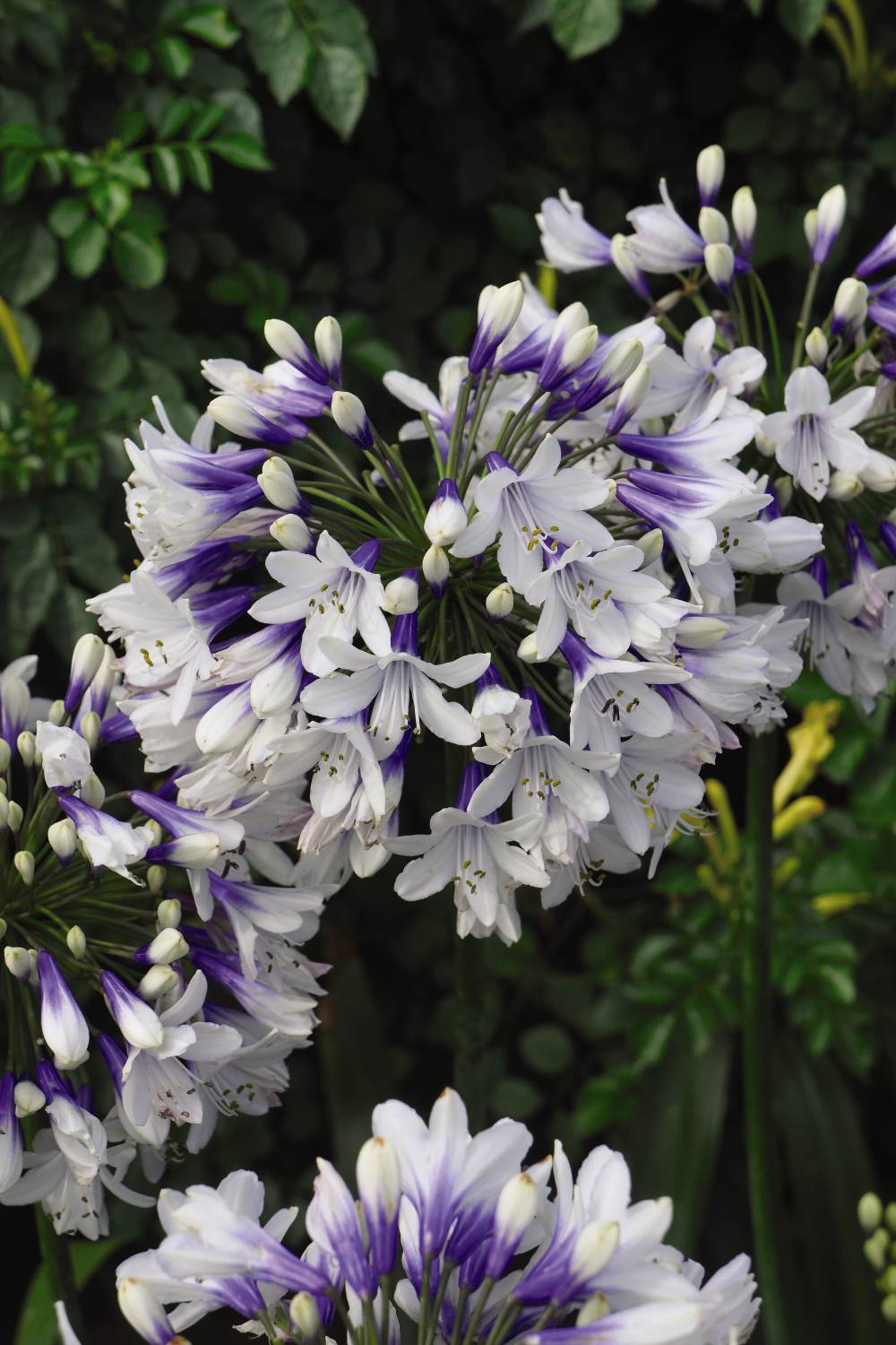 Agapanthus Duo Collection 2 x 9cm Potted Plants