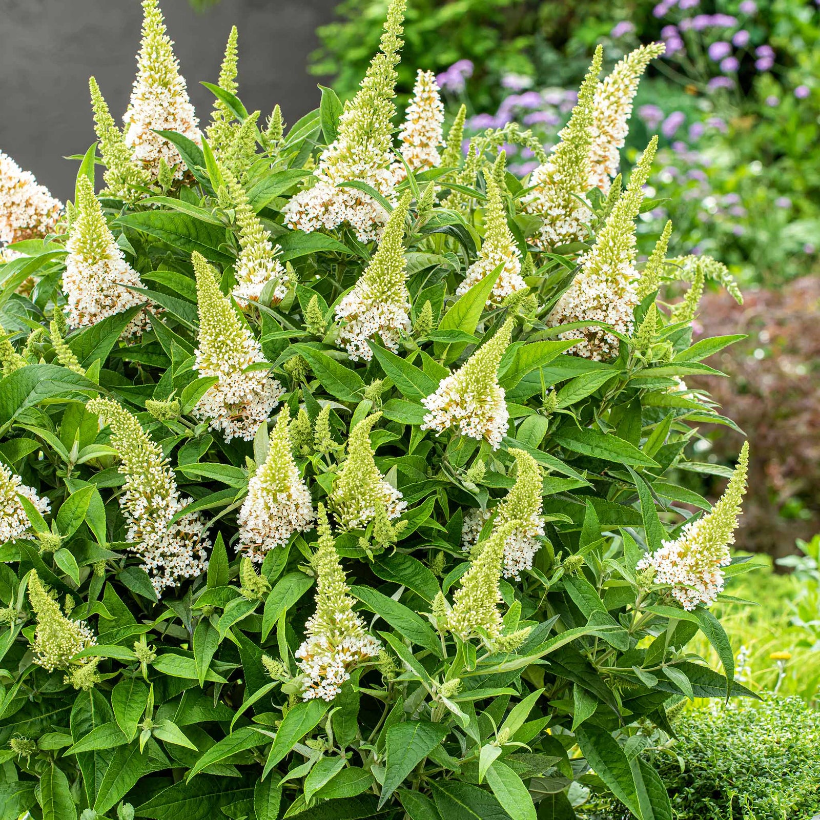 Buddleja 'butterfly Candy Little White', Dwarf White Butterfly Bush | 3XL | White