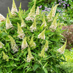 Buddleja 'butterfly Candy Little White', Dwarf White Butterfly Bush | 1 x 9cm | White