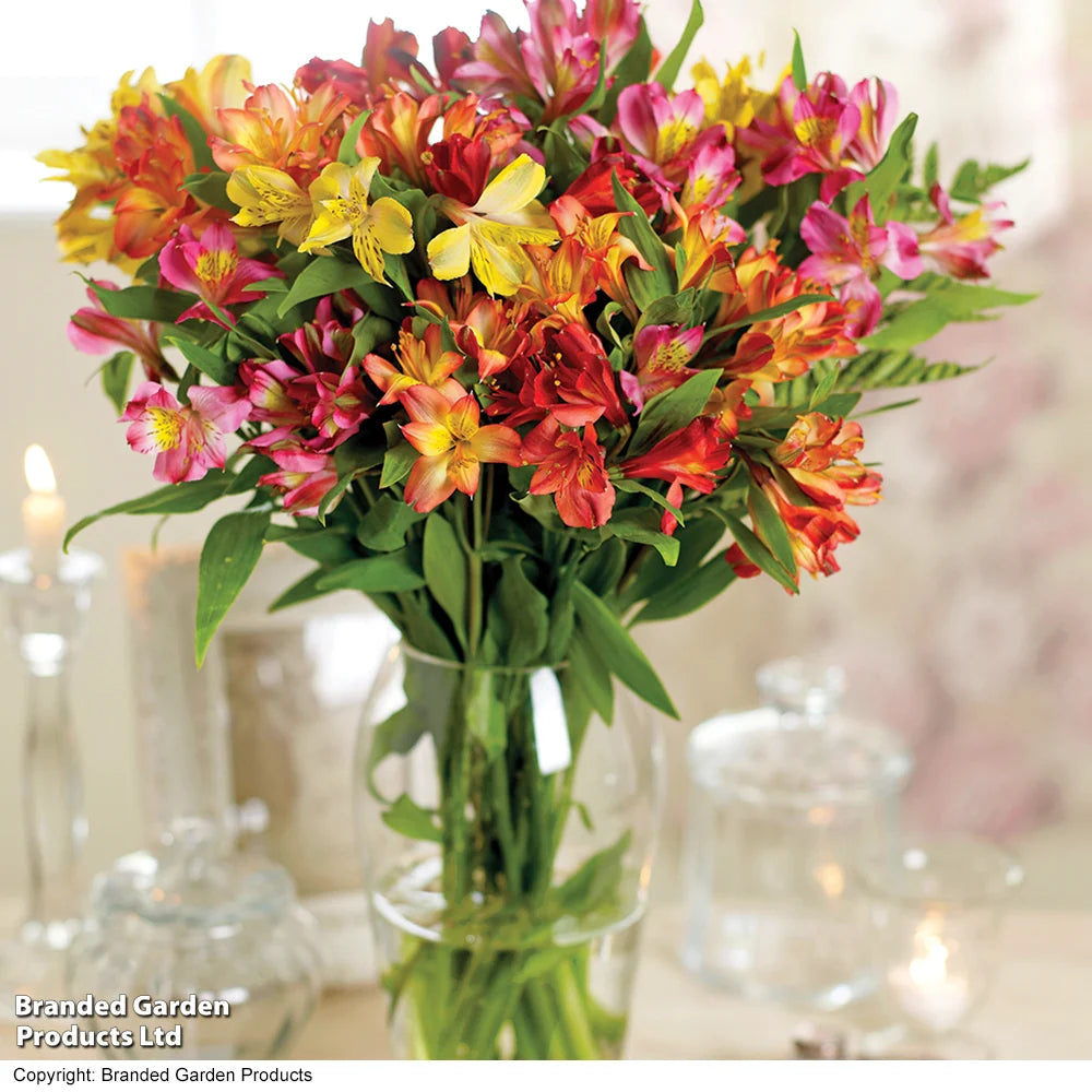 Alstroemeria Garden Hybrids Tubers | Set of 3