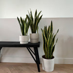 Snake Plant - Sansevieria Trifasciata Laurentii - Height 65-75cm - ⌀21cm | Set of 1 | Green
