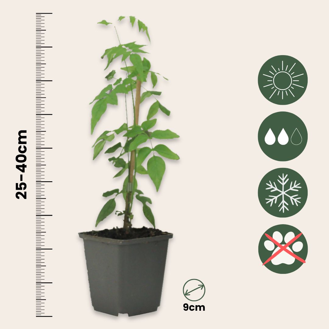 Star Of Jasmine - Jasminum 'officinale' - Height 25-40cm - ⌀9cm | Set of 3 | White