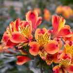 Alstroemeria 'indian Summer' 75cm, Hardy Long-flowering Perennial | 1 x 5L | Orange & Yellow