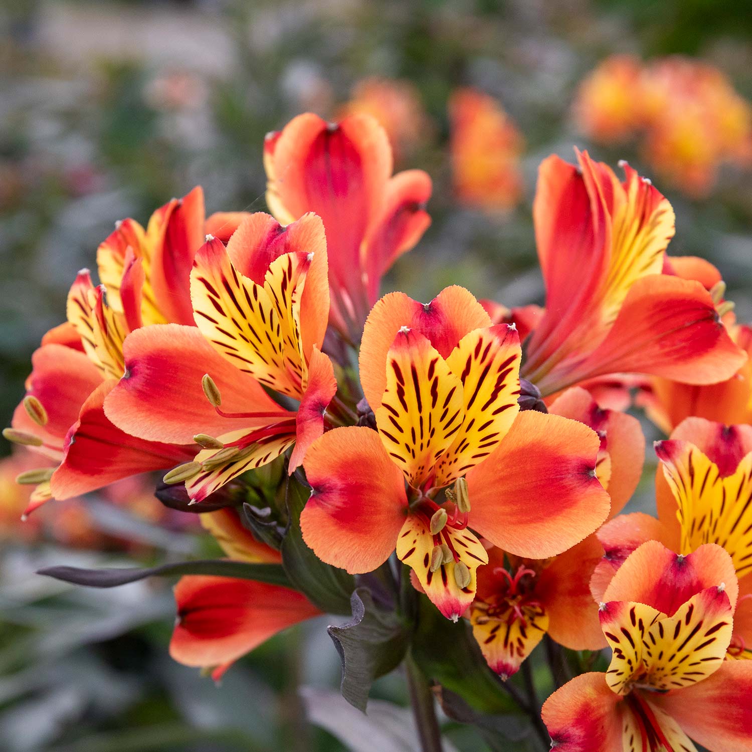 Alstroemeria 'indian Summer' 75cm, Hardy Long-flowering Perennial | 1 x 2L | Orange & Yellow