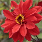 Hayloft Dahlia Bishop Collection - York, Llandaff And Oxford Young Plants
