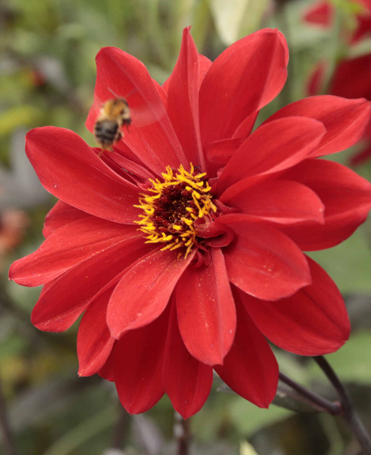 Hayloft Dahlia Bishop Collection - York, Llandaff And Oxford Young Plants